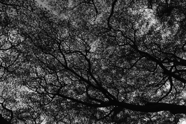 Looking up a Tree
