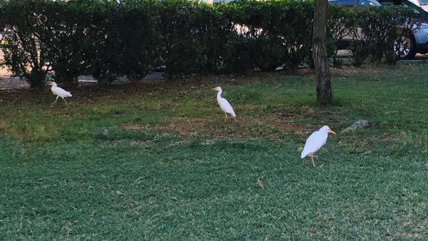 Egrets Hanging Out