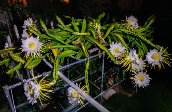 A Bunch of Dragonfruit Flowers Blooming