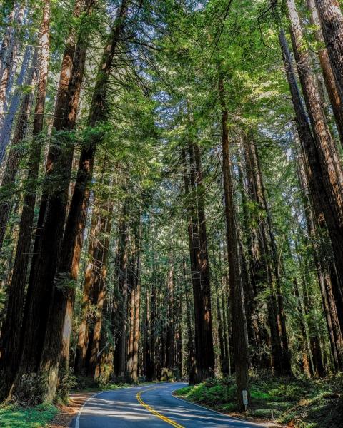 Driving Through a Redwood Forest